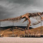 One of the world's largest T. rex skeletons is heading to auction with a price tag of up to $30 million, and the 67-million-year-old giant could become the next record-breaking dinosaur fossil sale