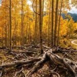 The 16,000-year-old Pando appears to be a forest, but scientists say all 47,000 trees belong to a single living organism |