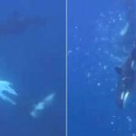 Orcas in the Gulf of California were filmed using a coordinated ramming technique that made a giant sunfish break into thousands of pieces, possibly to help a juvenile feed