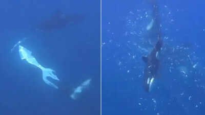 Orcas in the Gulf of California were filmed using a coordinated ramming technique that made a giant sunfish break into thousands of pieces, possibly to help a juvenile feed