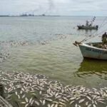 The Gulf of Mexico grows a vast ‘dead zone’ every summer, but what happens beneath the water threatens far more than marine life |