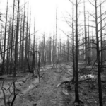 The legend of California's terrifying Char-Man: How a wildfire gave birth to one of America's haunting legends