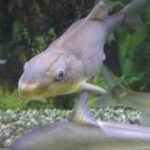 In 1991, America listed the razorback sucker as endangered; 35 years later, it has been moved to threatened after one population reached about 36,000 adults