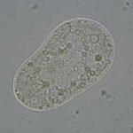 Scientists create 'life': All you need to know about the SpudCell - why it matters & where it falls short