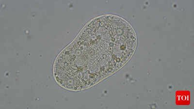 Scientists create 'life': All you need to know about the SpudCell - why it matters & where it falls short