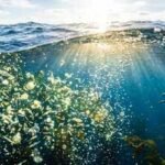 The world's biggest oxygen producer isn't the Amazon. It's the ocean filled with tiny invisible life |