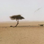 The world's loneliest tree had no other tree within 400 km across the Sahara Desert and roots over 30 metres deep to reach hidden groundwater, then one drunk truck driver knocked it down after 300 years of survival | World News
