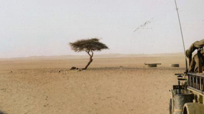 The world's loneliest tree had no other tree within 400 km across the Sahara Desert and roots over 30 metres deep to reach hidden groundwater, then one drunk truck driver knocked it down after 300 years of survival | World News