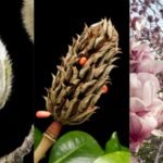 These 95-million-year-old flowers bloomed before bees existed and still attract beetles |