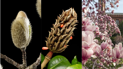 These 95-million-year-old flowers bloomed before bees existed and still attract beetles |