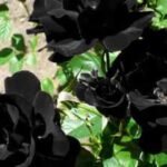 These rare 'black roses' grow naturally in only one region of Turkey, and this natural wonder is known as 'Louis XIV | World News