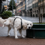 This Swiss town will fine dog owners who do not wash away their pets' urine from streets and building facades | World News