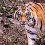 Tiger attacks snake in Corbett: Video of predators goes viral on internet; viewers say, 'expect the unexpected' |