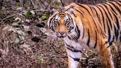 Tiger attacks snake in Corbett: Video of predators goes viral on internet; viewers say, 'expect the unexpected' |