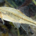 Tiny Oregon fish nearly disappeared after habitat loss, then conservation efforts restored its wetlands, helping its population grow to more than 140,000 and making it the first fish in US history to leave the endangered list |