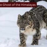 Snow Leopards: Scientists fitted GPS collars on four elusive snow leopards, known as the 'Ghosts of the Himalayas,' to uncover their secret lives; the breakthrough could transform wildlife tourism