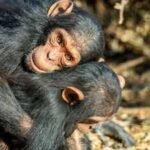Chimpanzees and bonobos hug before meals to avoid fights and distribute food fairly, scientists discover |