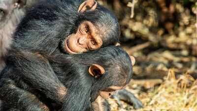 Chimpanzees and bonobos hug before meals to avoid fights and distribute food fairly, scientists discover |