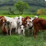 'Biological terrorism' in occupied Ukraine? Kyiv accuses Russia of creating anthrax outbreak risk