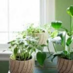 How to grow indoor plants without direct sunlight: Easy tips to keep your houseplants healthy