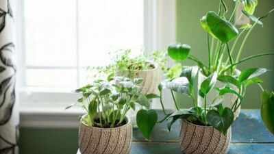 How to grow indoor plants without direct sunlight: Easy tips to keep your houseplants healthy