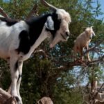 Why do goats climb trees in Morocco: The surprising science behind their forest-saving habit |