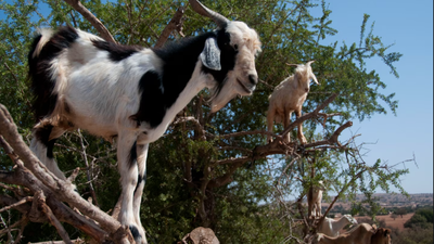 Why do goats climb trees in Morocco: The surprising science behind their forest-saving habit |