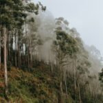 Why eucalyptus trees shed their bark every year and how it helps them survive |