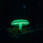 Why some forests in Mexico glow green after sunset, and the tiny fungi behind the eerie light |
