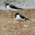 Hawaii had only 200 of these birds left. After 50 years of wetland restoration, more than 1,500 have returned