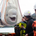World's biggest marine mammal rescue begins in Canada as 30 beluga whales are relocated from shuttered Marineland after euthanasia fears | World News
