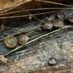 In 1996, Campbell’s keeled glass snail was declared extinct; 30 years later, more than 1,000 captive-bred snails have been returned to Norfolk Island