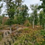 In 2022, France promised 1 billion trees within a decade; four years later, a court struck down the decree funding the programme