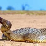 60 venomous snakes, cocaine, guns and 22,000 dollars in cash seized during New Mexico drug raid; inland taipan among reptiles found