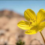 <b>A rare yellow-flowered California plant unseen since 1957 has been rediscovered after 68 years</b>