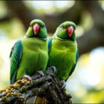 Britain: How rose-ringed parakeets went from escaped pets to one of Britain's most recognisable birds | World News