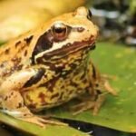 Scientists identified seven new diamond frog species in Madagascar after a 12-year search through forests and museum collections