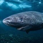 Scientists discover Greenland sharks can survive for centuries with functioning eyesight, overturning the long-held belief that they are blind