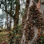 California's winter monarch migration has collapsed from millions in the 1990s to 12,260 butterflies in 2025; the third-lowest count ever recorded |