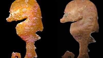 In 2006, a tiny deep-reef fish was pulled from deep water off South Australia and misidentified; nearly 20 years later, scientists recognised a new species