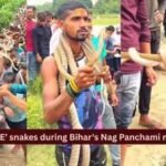 Bihar Snake Festival: Hundreds carry ‘LIVE’ snakes during Bihar's Nag Panchami mela; the fascinating history behind Samastipur's centuries-old serpent festival