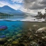 The African Great Lakes contain more than 25% of Earth's surface freshwater, yet many of their unique species face extinction |