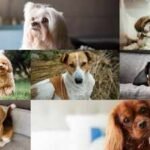 Living in a small home? These 7 dog breeds are the perfect fit