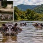 In 1980s, Colombia inherited 4 hippos left behind at Pablo Escobar's estate, but today they have grown into world's largest invasive hippo population |