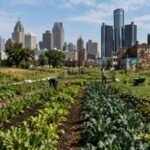 Detroit was built for 2 million people, but its shrinking population turned abandoned lots into one of America's largest urban farming movements | World News