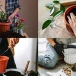 The right way to set up a plant pot: From coco peat to sand, here's the perfect layering guide