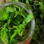 How to store fresh pudina without a refrigerator: 7 easy and practical hacks that actually work
