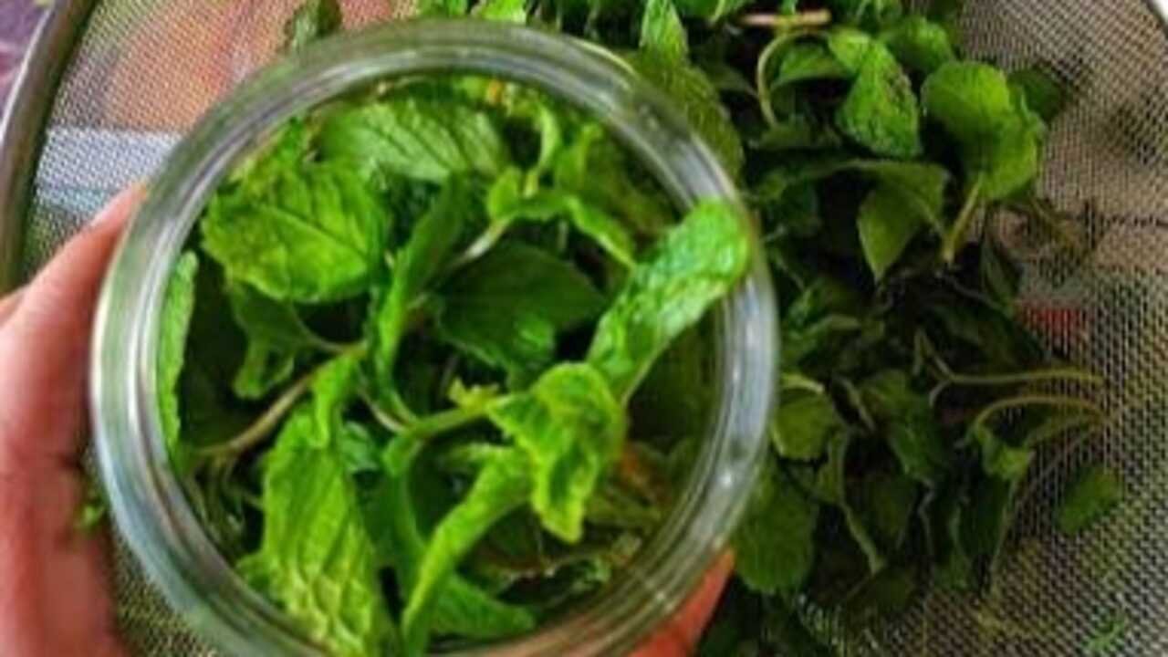 How to store fresh pudina without a refrigerator: 7 easy and practical hacks that actually work