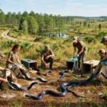 A giant snake vanished from parts of the US decades ago. Scientists are now releasing 42 eastern indigo snakes to bring it back