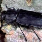 Scientists discover Black pine jewel beetles use heat, smoke and infrared organs to find wildfires using nature's most sophisticated sensory system |